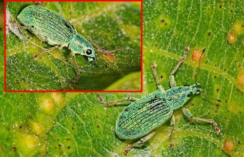 Polydrusus formosus